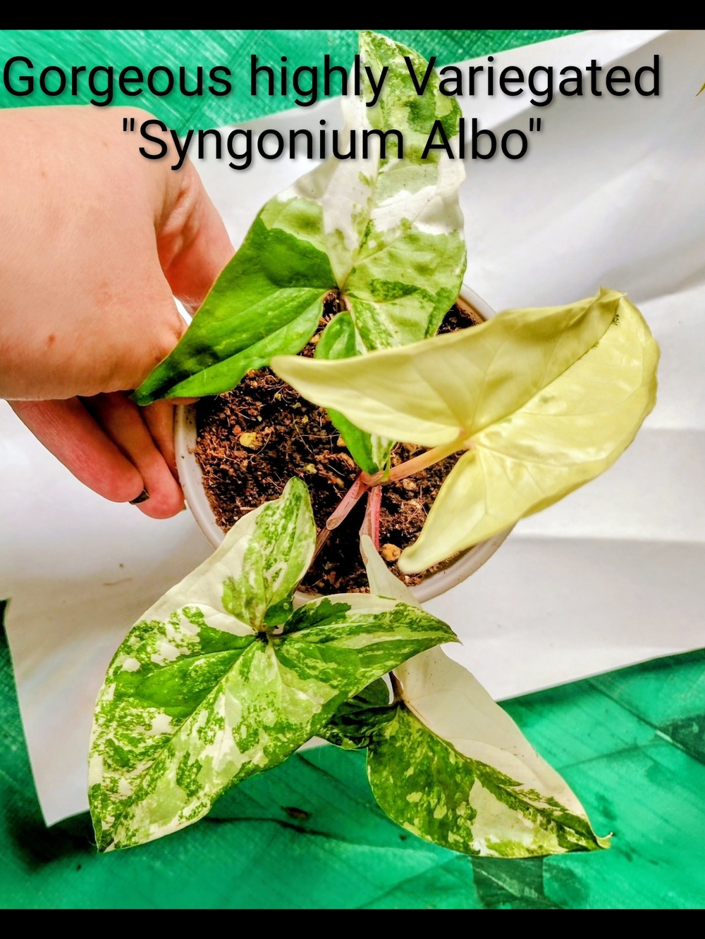 Rare Highly Variegated Syngonium Albo Houseplant - Green & White Leaves 3" Pot